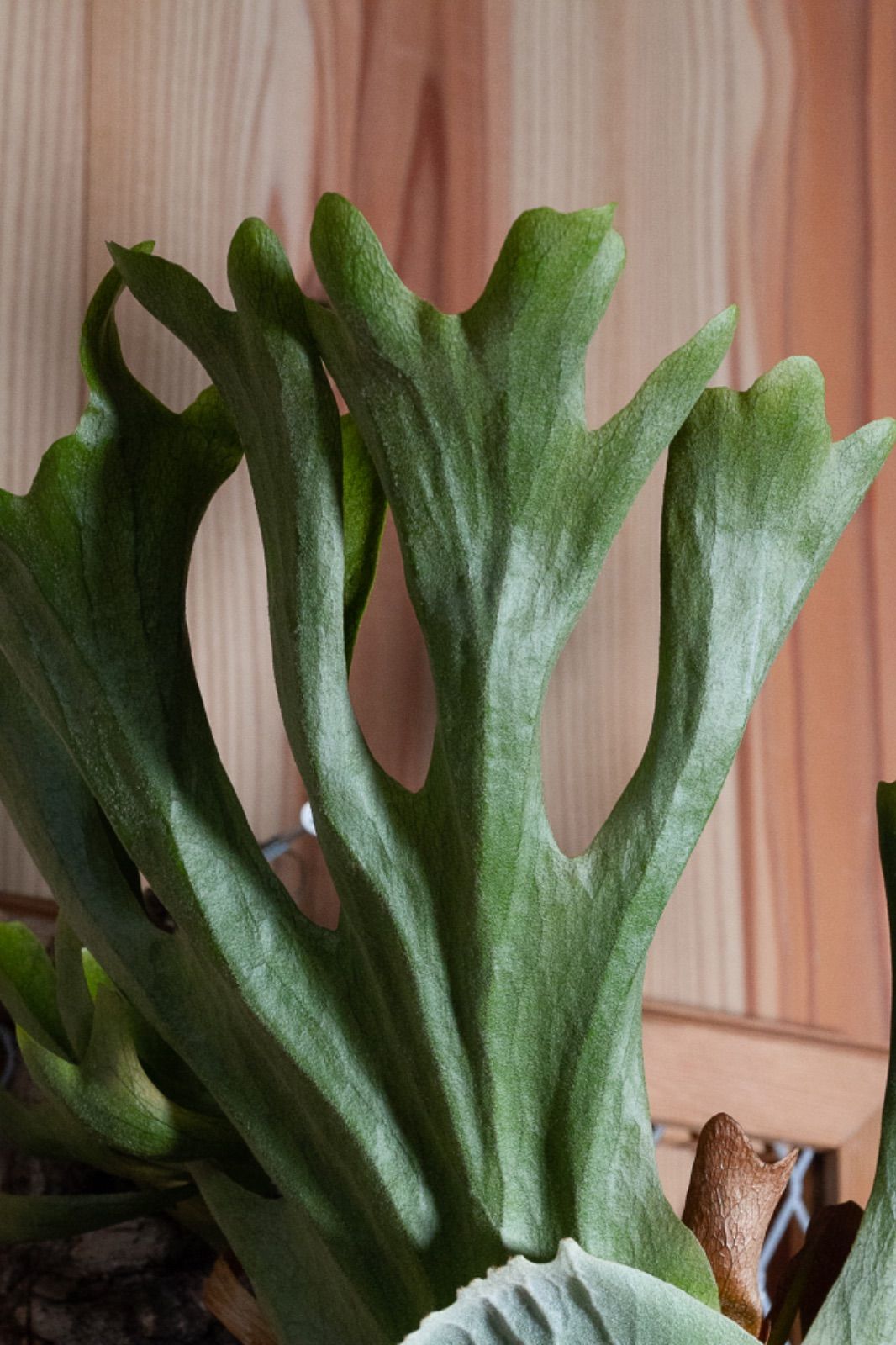 P. 'Lucky' ラッキー 胞子 ビカクシダ pd8s コウモリラン - メルカリ