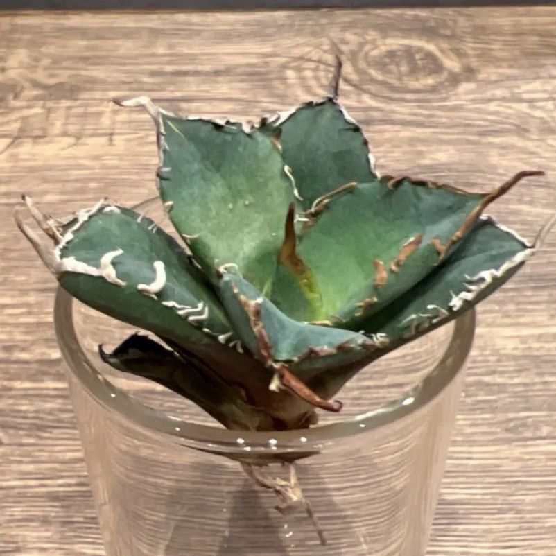 激安本物 植物/観葉 特選大株☆アガベ チタノタ FO076 強刺 強刺 agave