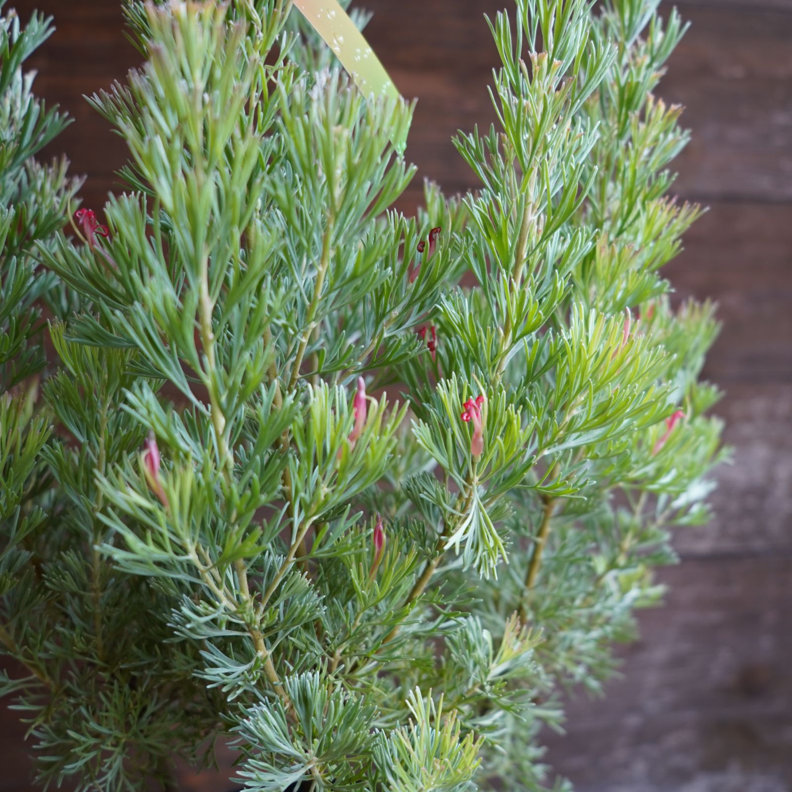 オリーブ ：アルベキーナ【現品販売：B】（ 7号）希少品種 アルベキナ