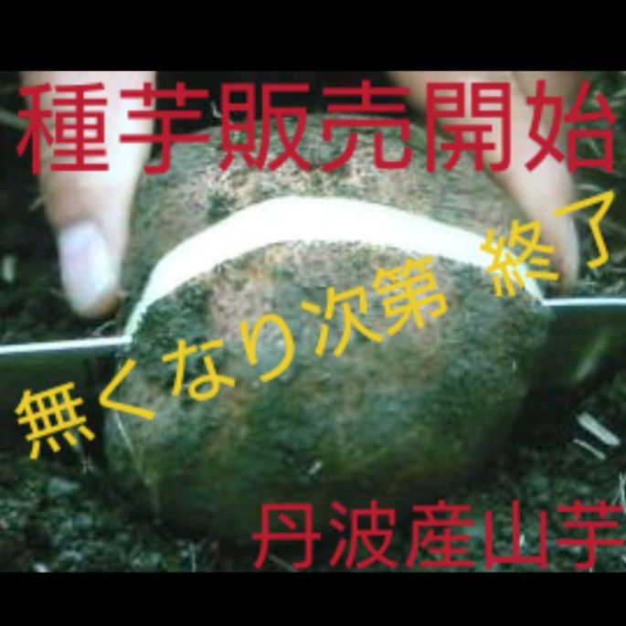 後は植えるだけ