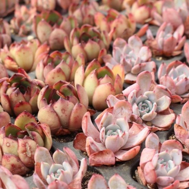 韓国苗 エケベリア おまかせ10種類セット アソート 多肉植物 韓国苗 エケベリア おまかせ10種類セット アソート 多肉植物