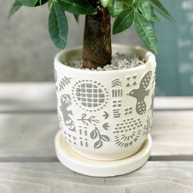 パキラ アクアティカ ファイバー鉢 お皿付き 観葉植物【パキラ属】太幹