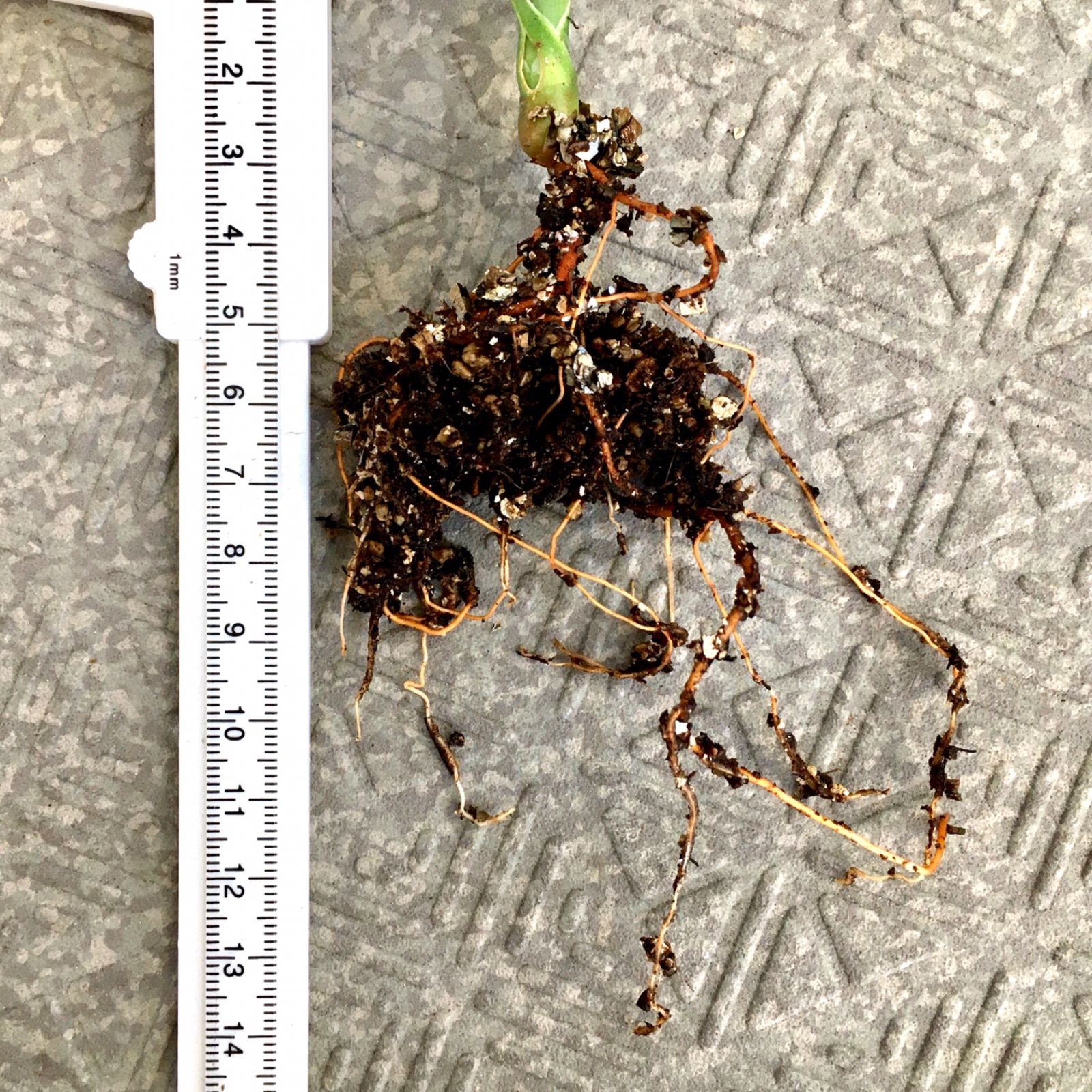 実生株】 クサントロエア グラウカ ブラックボーイ グラスツリー