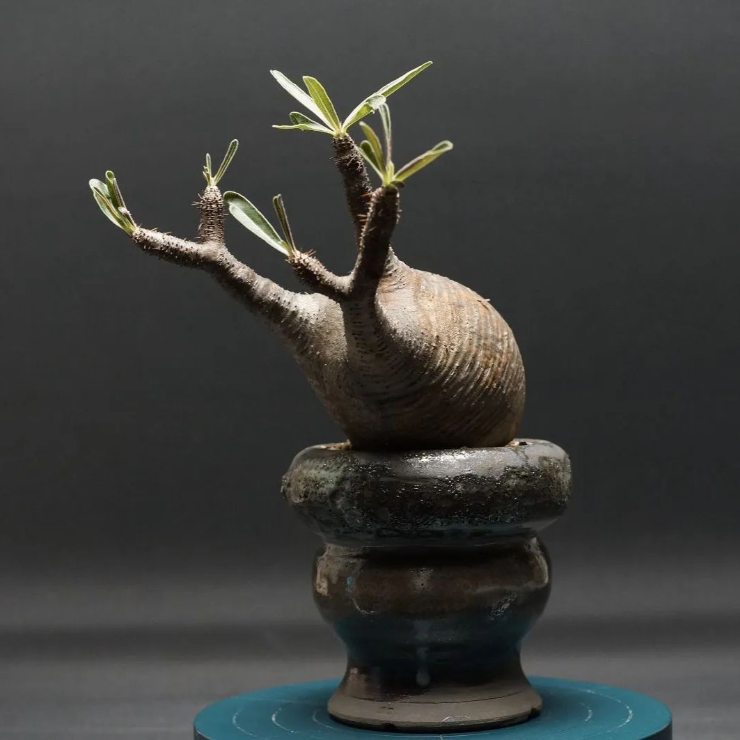 GIRUVI Pachypodium Gracilius グラキリス GIRUVI Pachypodium Gracilius グラキリス Pachypodium