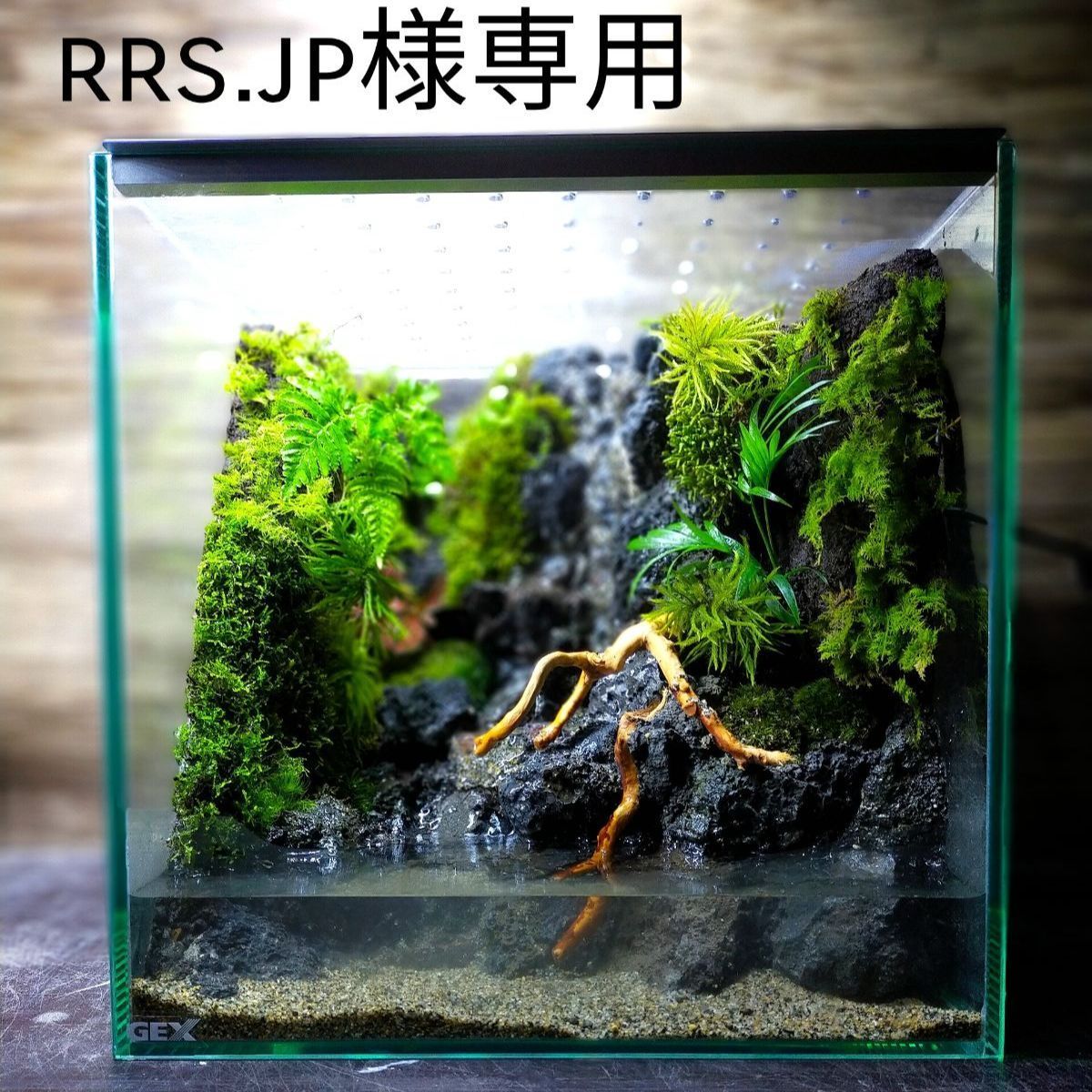 滝の流れるイモリウム Ｒ様専用 - 魚用品/水草