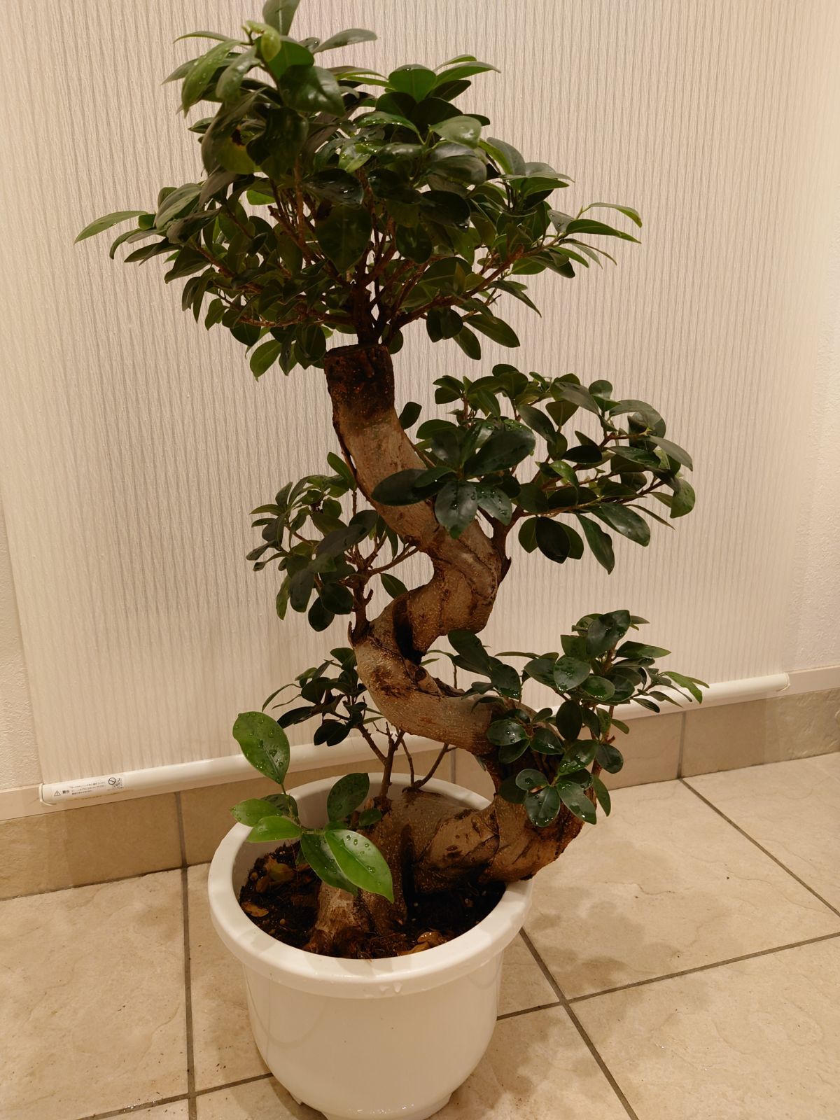 ガジュマル 中型 盆栽 苔付き ガジュマル 中型 盆栽 苔付き