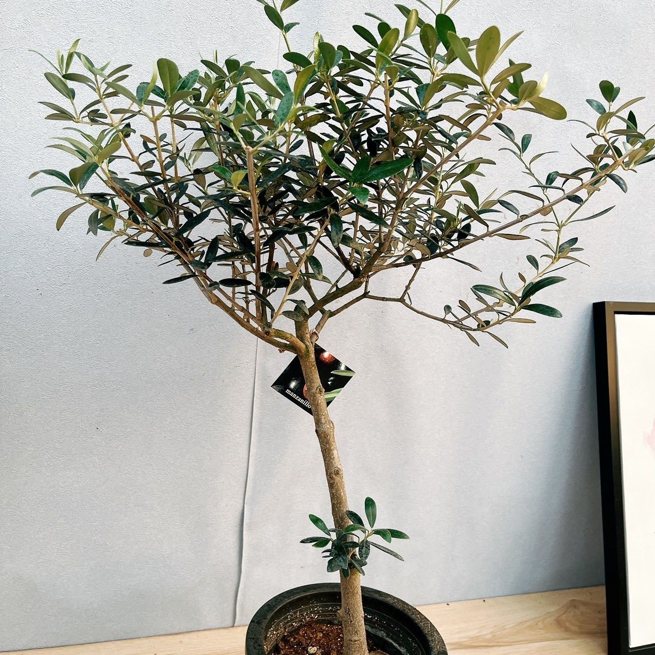 屋外 オリーブの木
