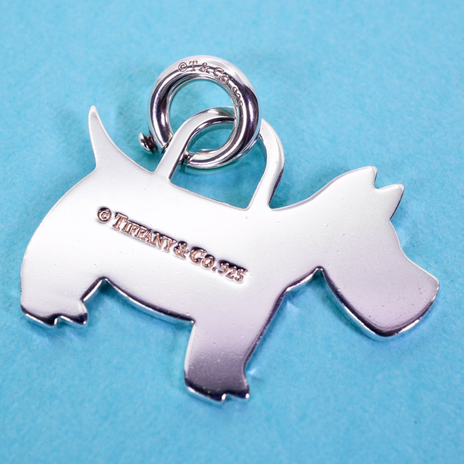 テリア スコティッシュフォールド