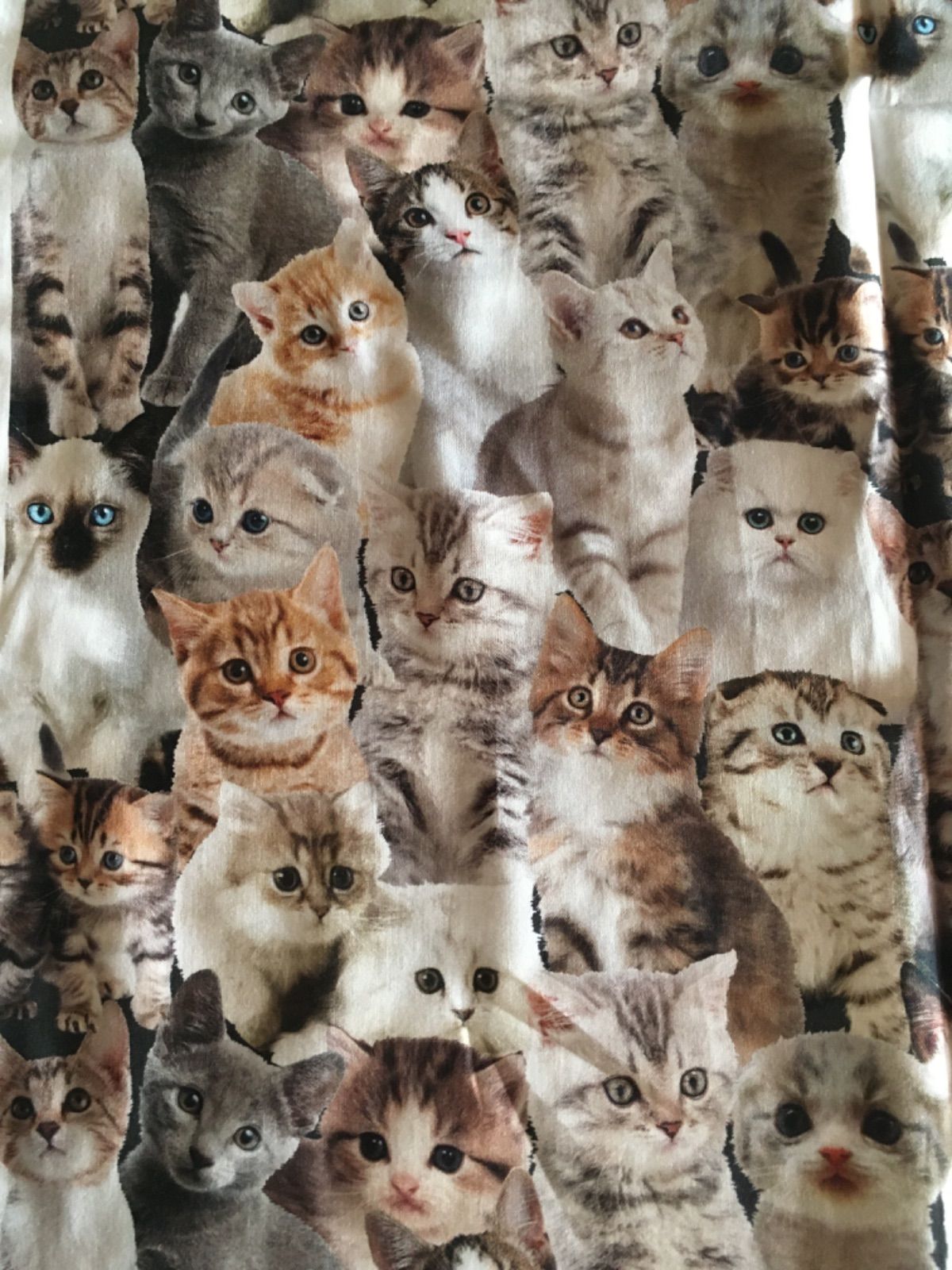 約100 ✖️50 かわいい子猫たくさん♡猫だらけ 転写リアルキャット 