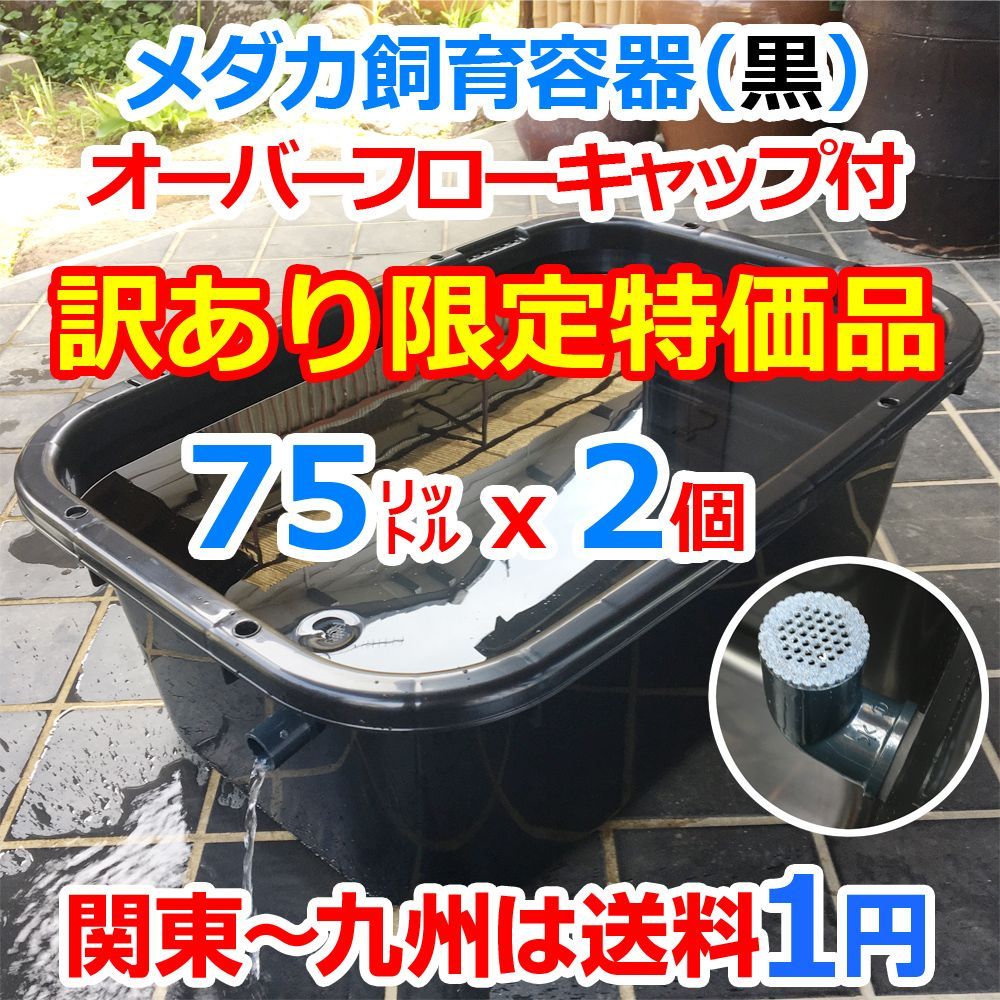 訳あり特価】メダカ飼育ケース 75㍑黒x2個 オーバーフローキャップ付 