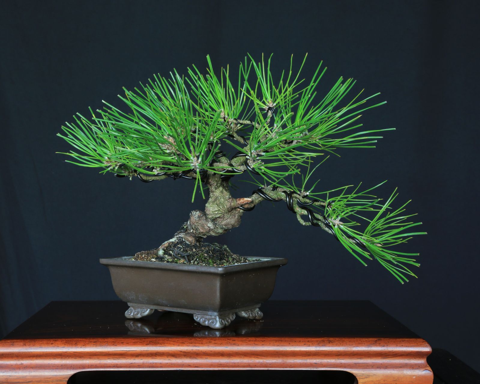 黒松 小品盆栽 泰寿園 Online 現品 一点物 松 盆栽 松柏 室内 鑑賞 趣味 卓上盆栽 盆栽鉢 グリーン 和 ギフト プレゼント 贈答品 ミニ盆栽 誕生日 母の日 父の日 敬老の日 記念日 お祝い 初心者 インテリア 観葉植物 WWW_OLIVIERBERNSTEIN_COM