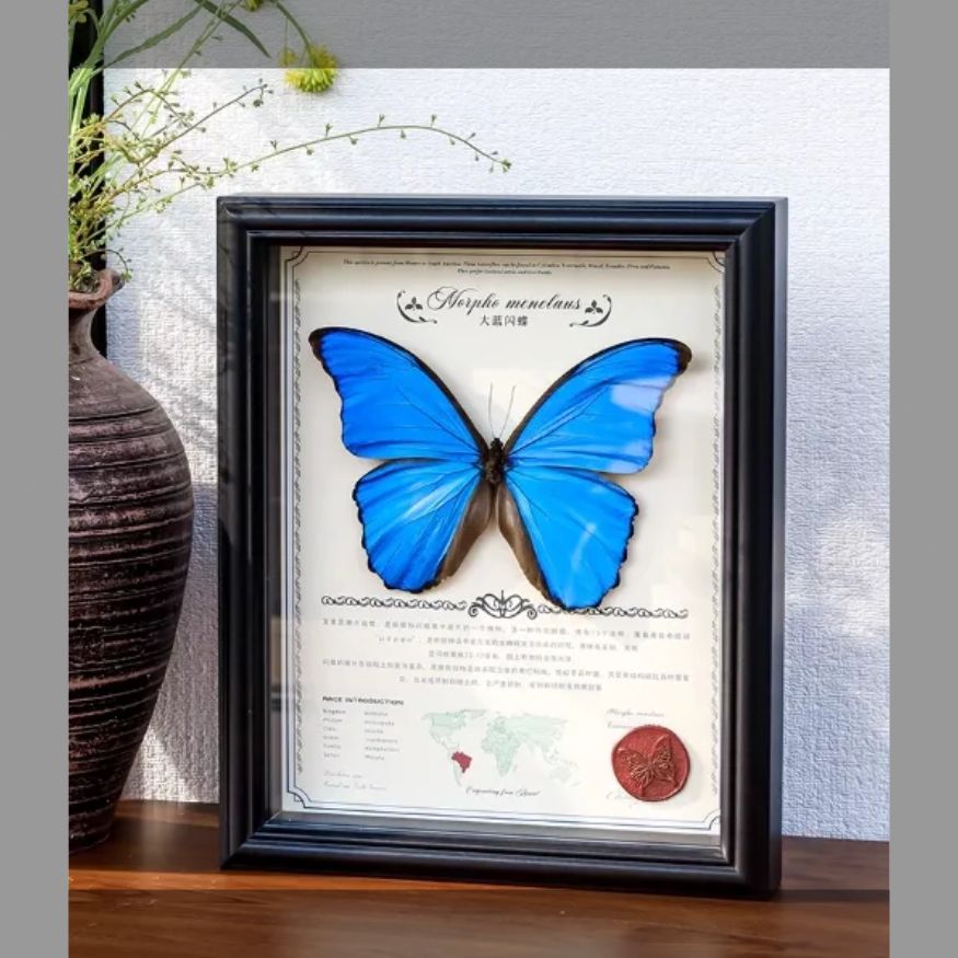 チョウチョウの標本写真立て完成品羽ばたく昆虫珍しい青い誕生日プレゼント女性 USTAUSTRALIA_COM_AU