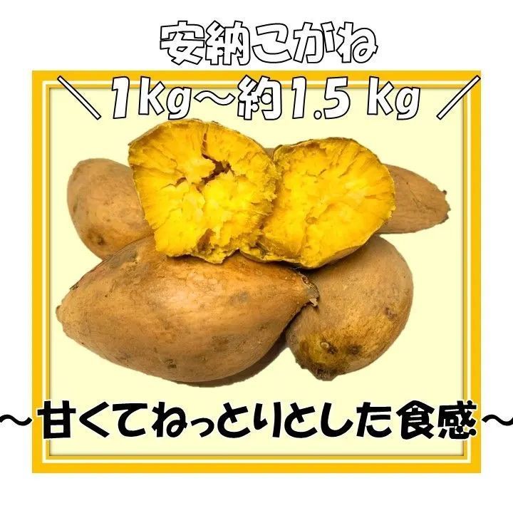 安納こがね500本