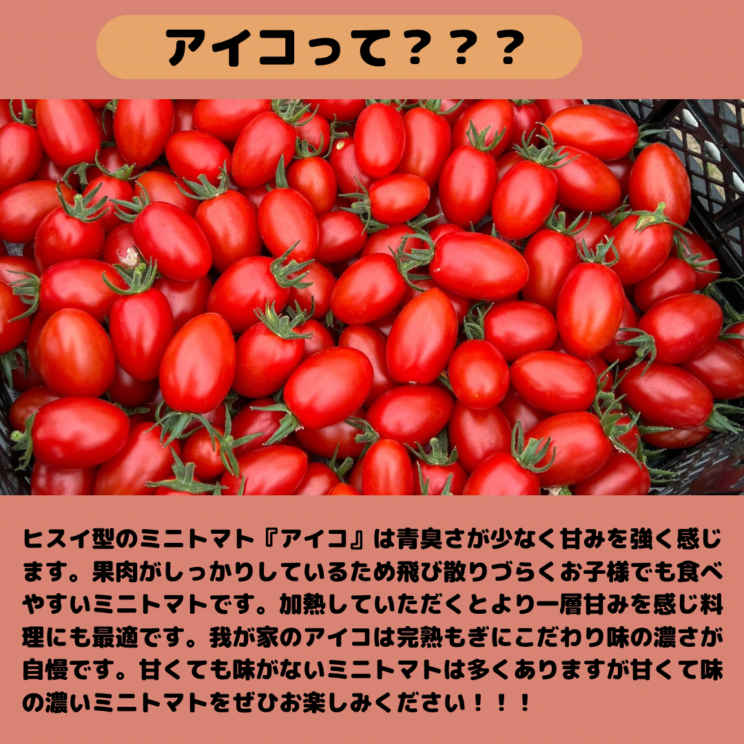 北海道産　ミニトマト　アイコ　秀Lか2L 3㎏