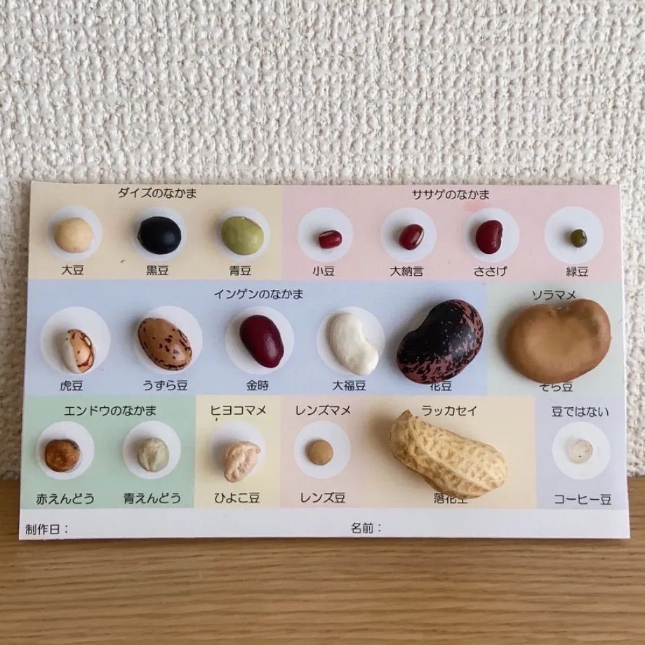 夏休み自由研究 豆の標本を作って豆博士になろう！自由研究 工作