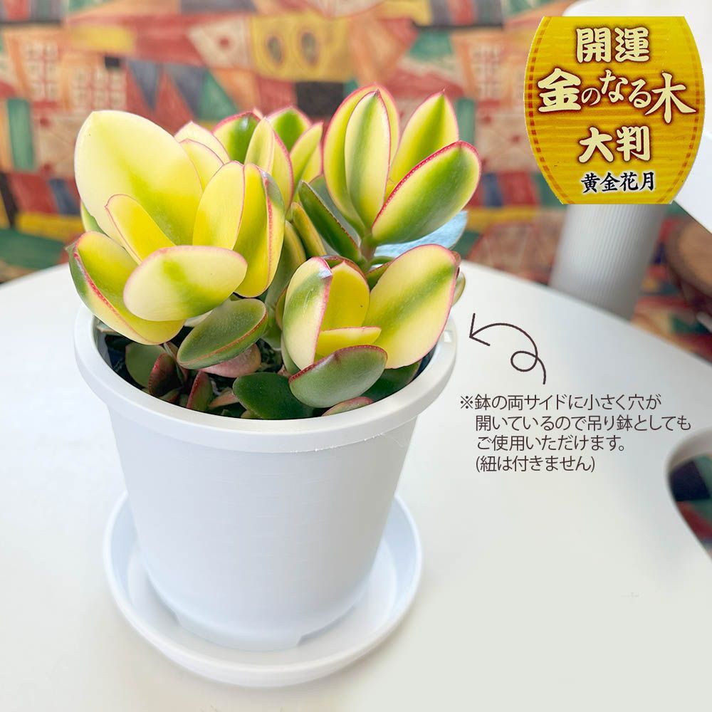 観葉植物 お中元 金のなる木 斑入り 大判 4号 白プラスチック鉢 黄金花