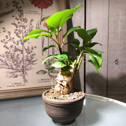 塊茎植物 オンブー(フィトラッカ・ディオイカ) 3号陶器鉢(現品 一点