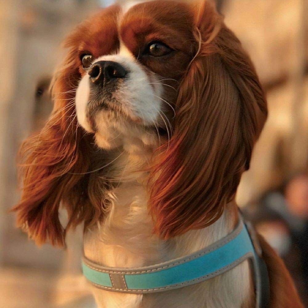 ハーネス 小型犬用