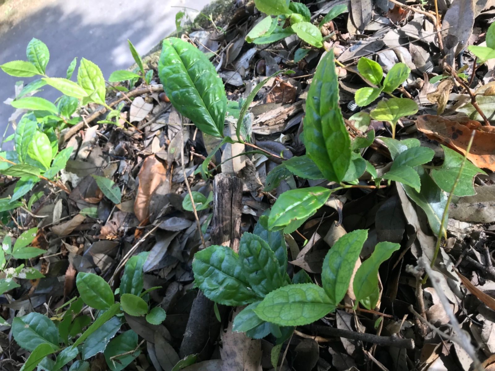 天然茶　無農薬緑茶　日本茶　山の天然茶木　抜き苗　挿し木 5本