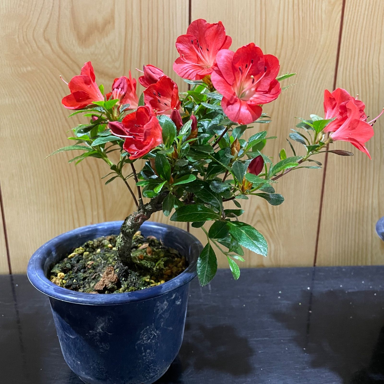 低価格で大人気の スコッティさま 専用ページ 花梨盆栽 くすぐら 盆栽