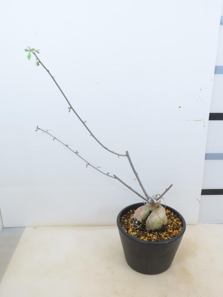 6147 「実生」アデニア サブセシリフォリア 植え【Adenia subsessilifolia・塊根植物・発根・根上げ式】 - メルカリ