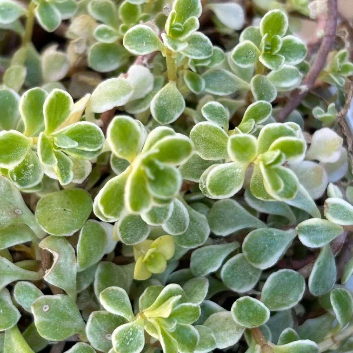 フクリンマルバマンネングサ ポット苗 【 多肉植物 セダム 斑入り