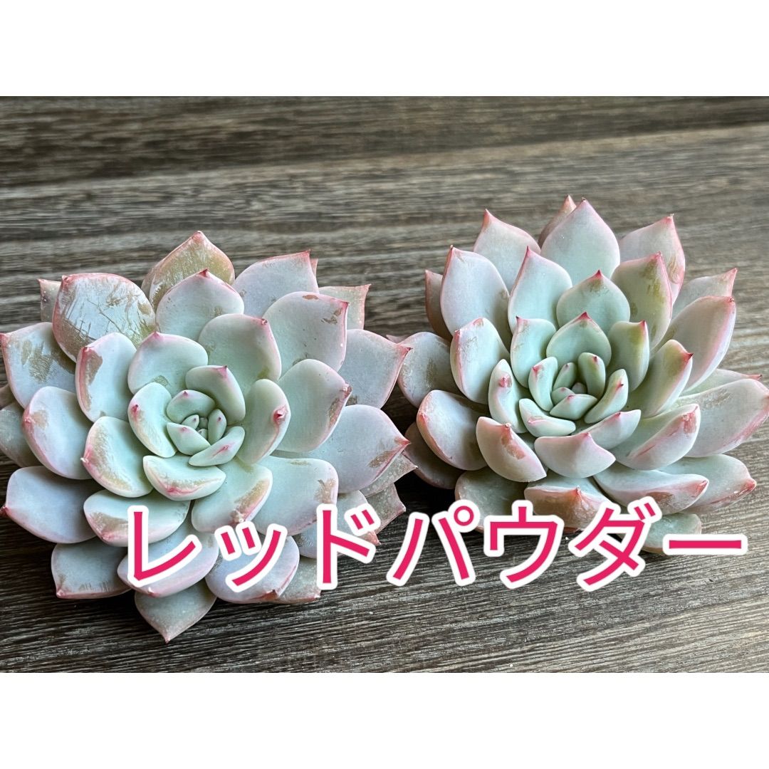 ☆多肉植物 レッドパウダー エケベリア 韓国苗☆ - メルカリ ☆多肉植物 レッドパウダー エケベリア 韓国苗☆ - メルカリ