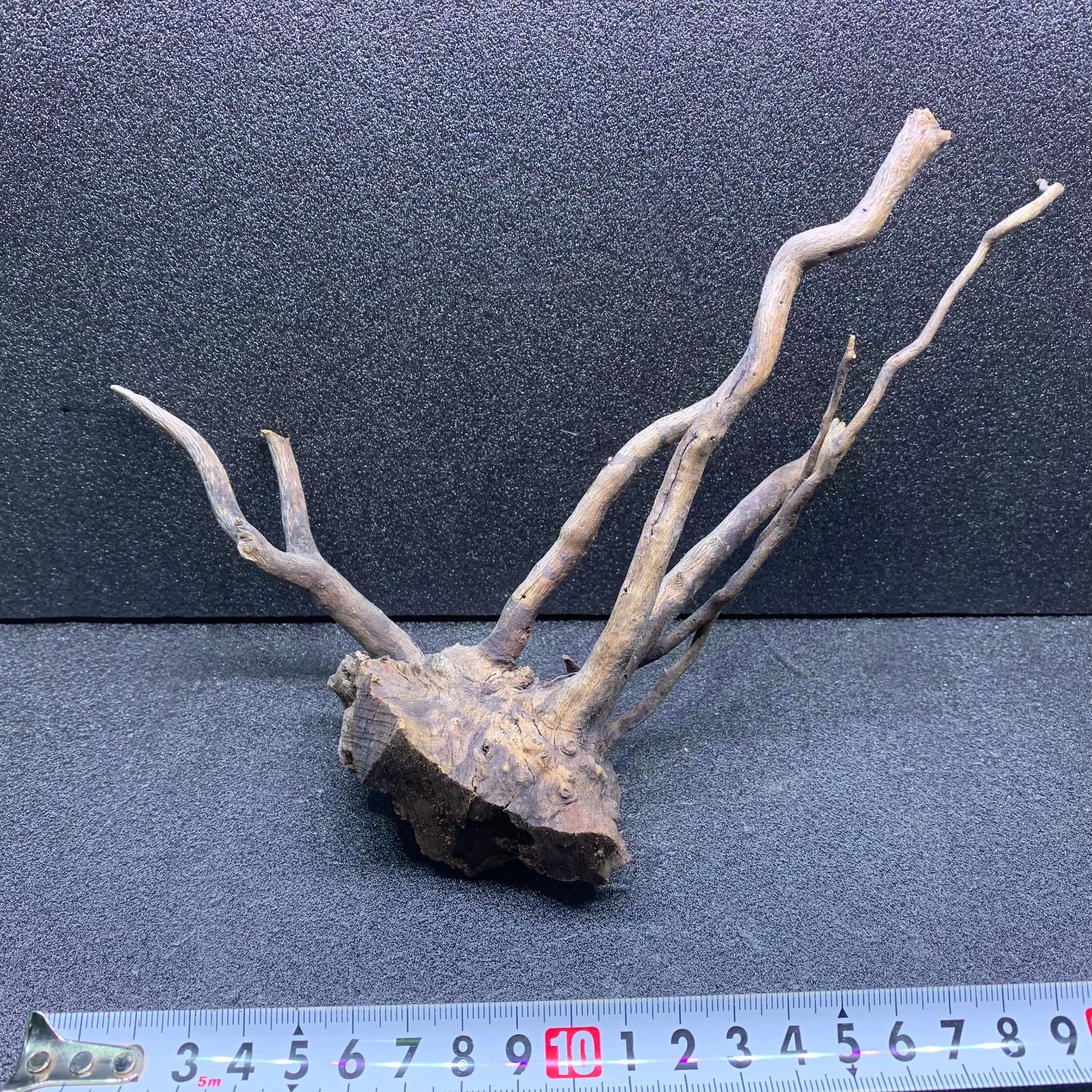 枝流木 ルーツウッド 1点物 天然 アク抜き済み レイアウト 