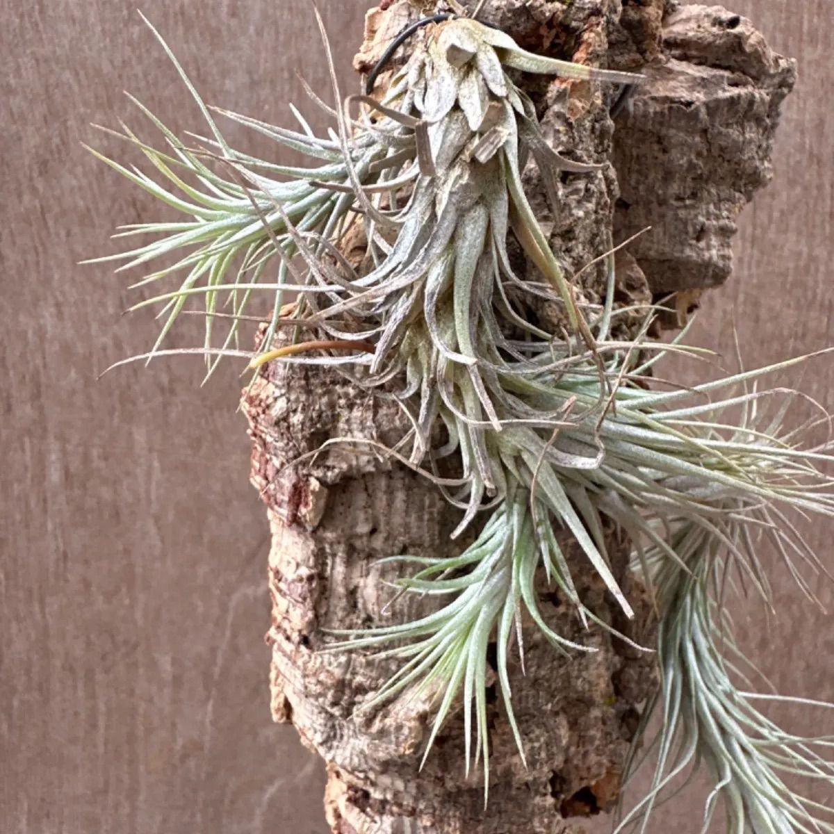 チランジア フンキアナ Tillandsia funckiana ティランジア エアプランツ エアープランツ 現品 観葉植物 観葉 植物 珍奇植物 珍奇 珍しい ハンギング 吊るす 吊り下げ インテリア プレゼント おしゃれ かわいい  グリーン