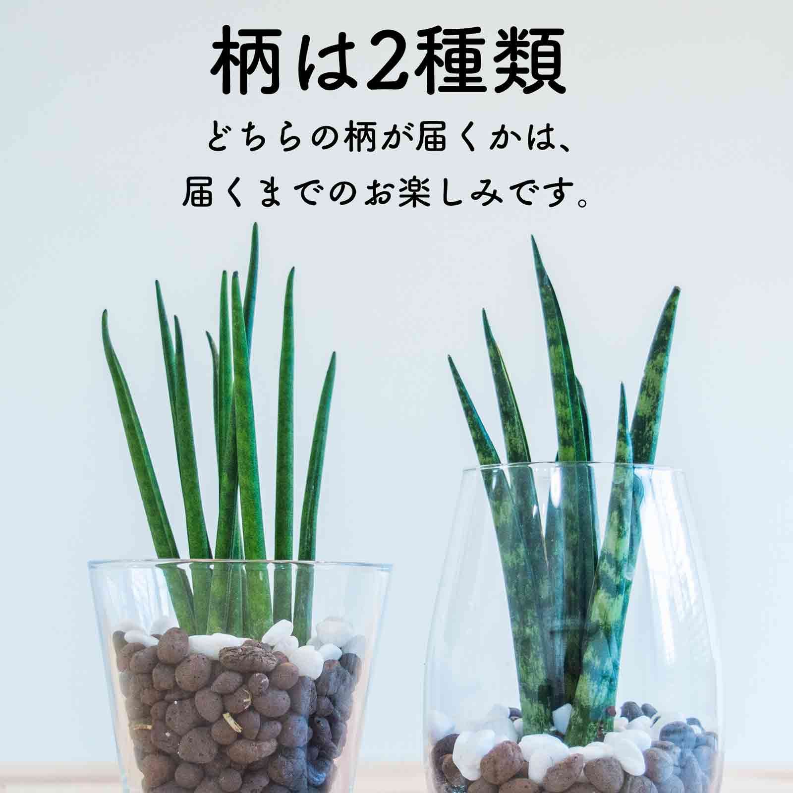 メルカリshops サンスベリア サンセベリア 観葉植物 多肉植物 ミニ 本物 ハイドロカルチャー