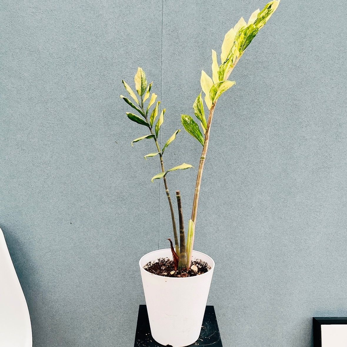 ザミオクルカス ザミフォーリア 斑入り 5号 レア 【公式通販】