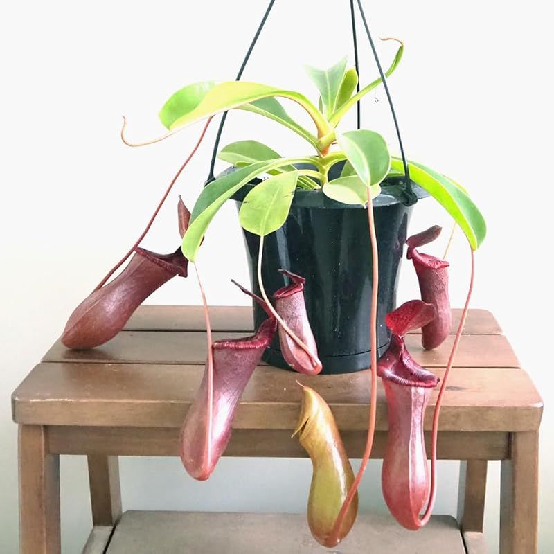ＩＴＡＮＳＥ ネペンテス ブリジアナ 5号吊り鉢 1個売り 食虫植物 観葉植物 学名 Nepenthes briggsiana 半耐寒性常緑多年草 原産地 東南アジア 別名 靫葛 ウツボカズラ 捕虫袋の美しさと大きさが特徴 捕虫袋はクリーム色や淡い黄
