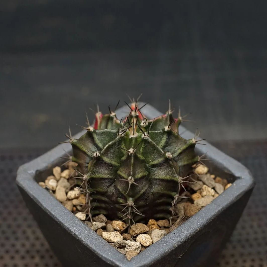 "Gymnocalycium" ギムノカリキウム 【緋牡丹錦】 管理2111