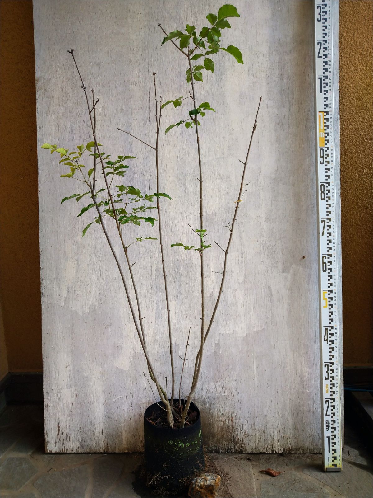 アオダモ株立ち㉟