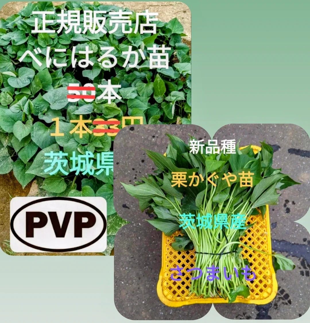 べにはるか芋苗200本セール べにはるか芋苗200本セール はるか芋苗600本シルク200 はるか