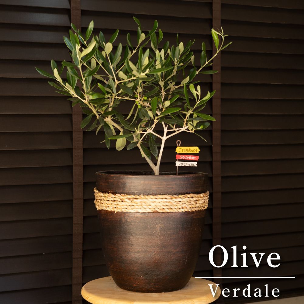 Olive オリーブの木 バーデル Verdale 8号 オリーブ 陶器鉢