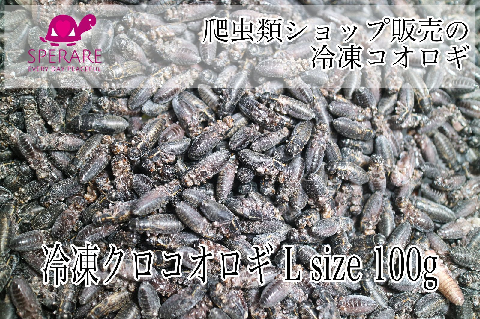 冷凍コオロギ 100g セール品 - 爬虫類・両生類のエサ