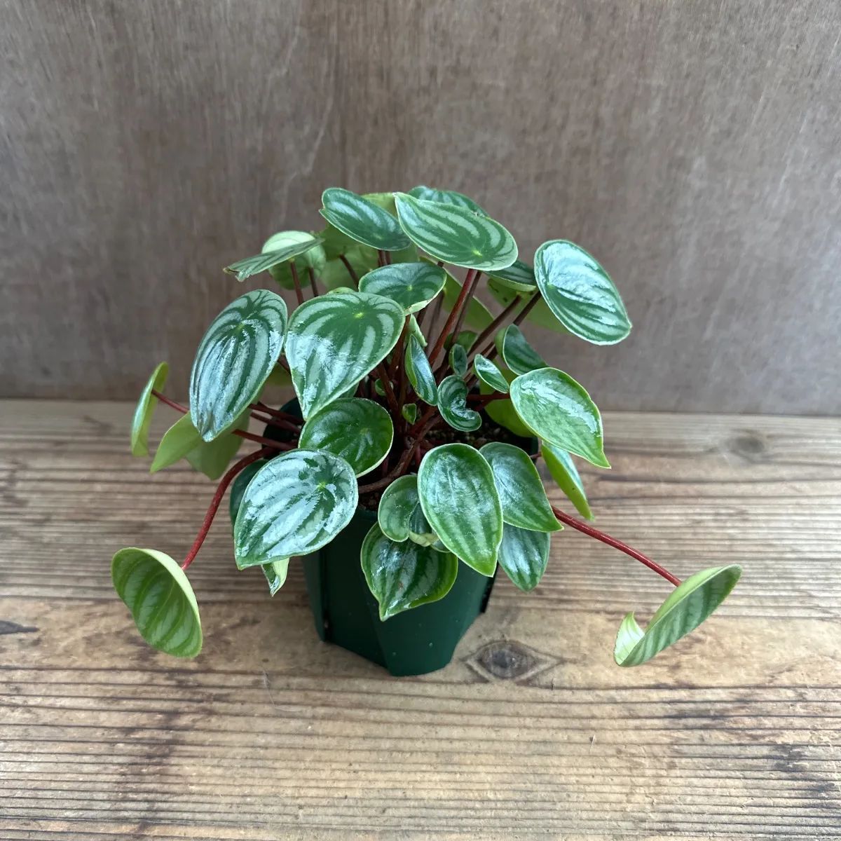 Peperomia argyreia variegated/スイカ ペペロニア⑤ Peperomia
