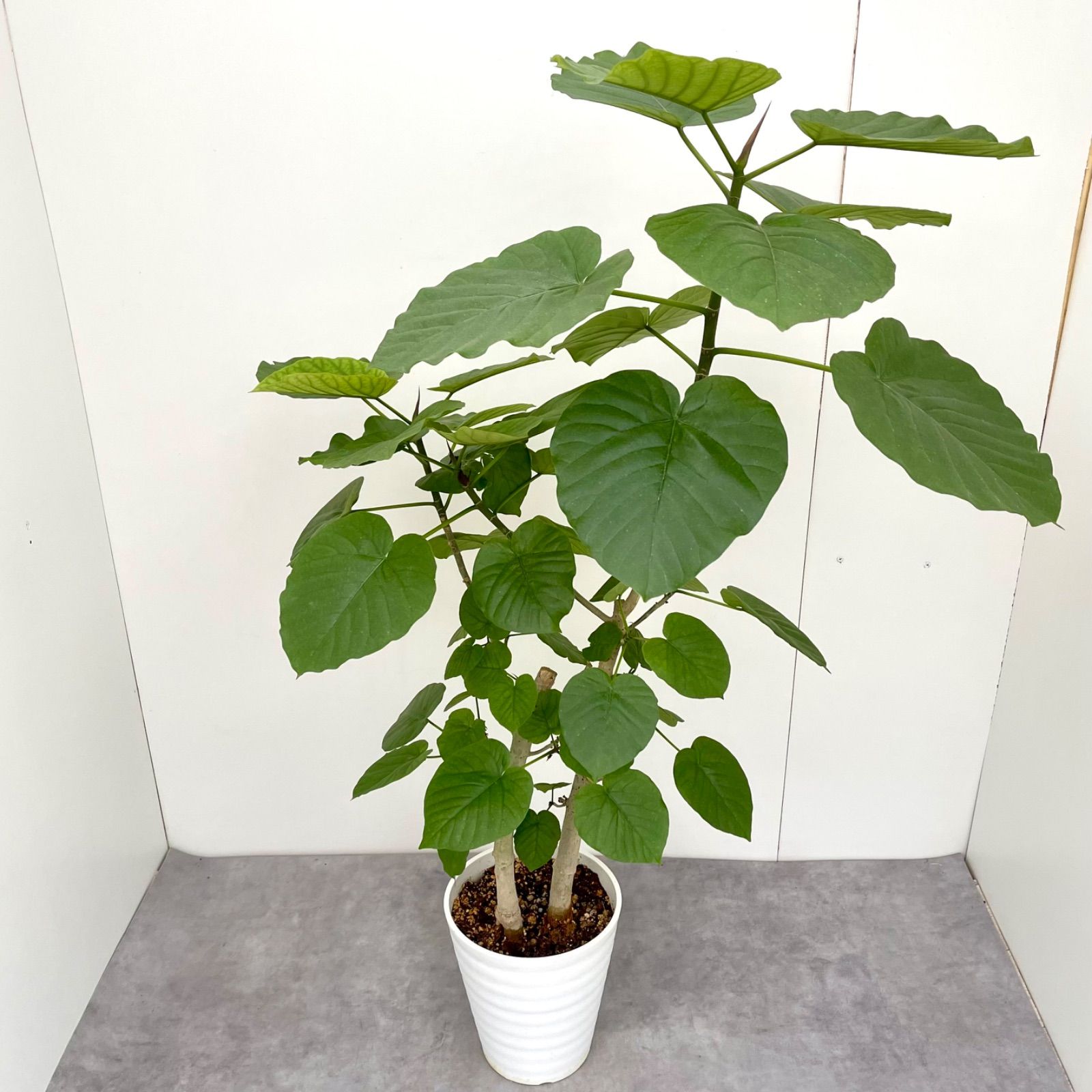 フィカス　ウンベラータ　1【現品】観葉植物　室内