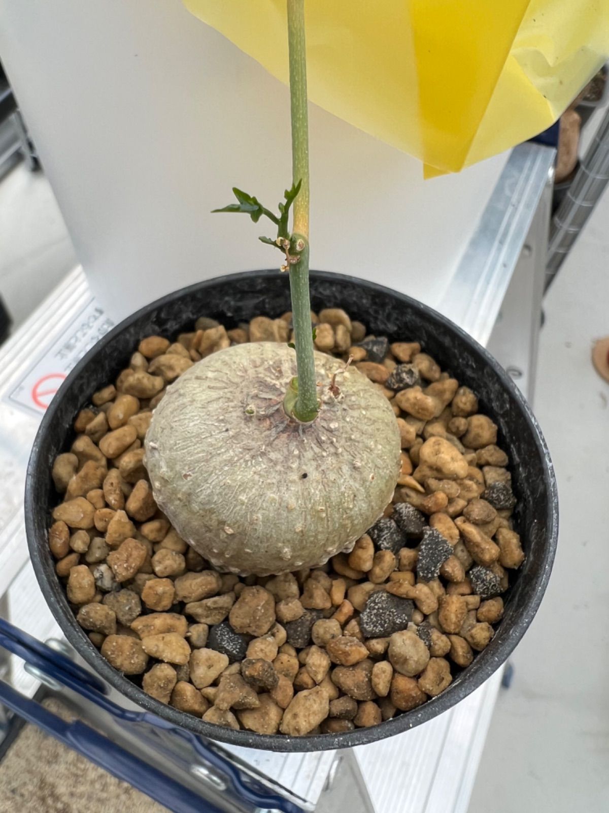 セール 登場から人気沸騰 アデニア キルキー Adenia kirkii 1 - メルカリ 塊根植物・コーデックス