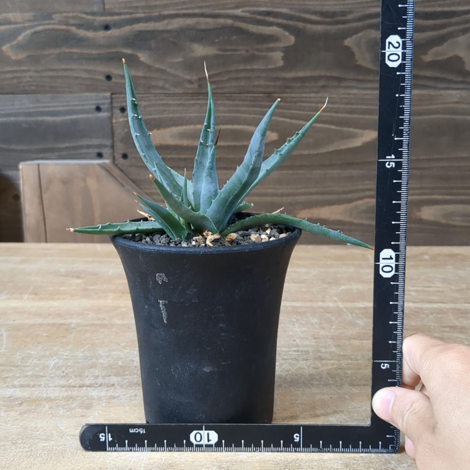 アガベ ユタエンシス ネバデンシス【現品】鉢のまま発送 C