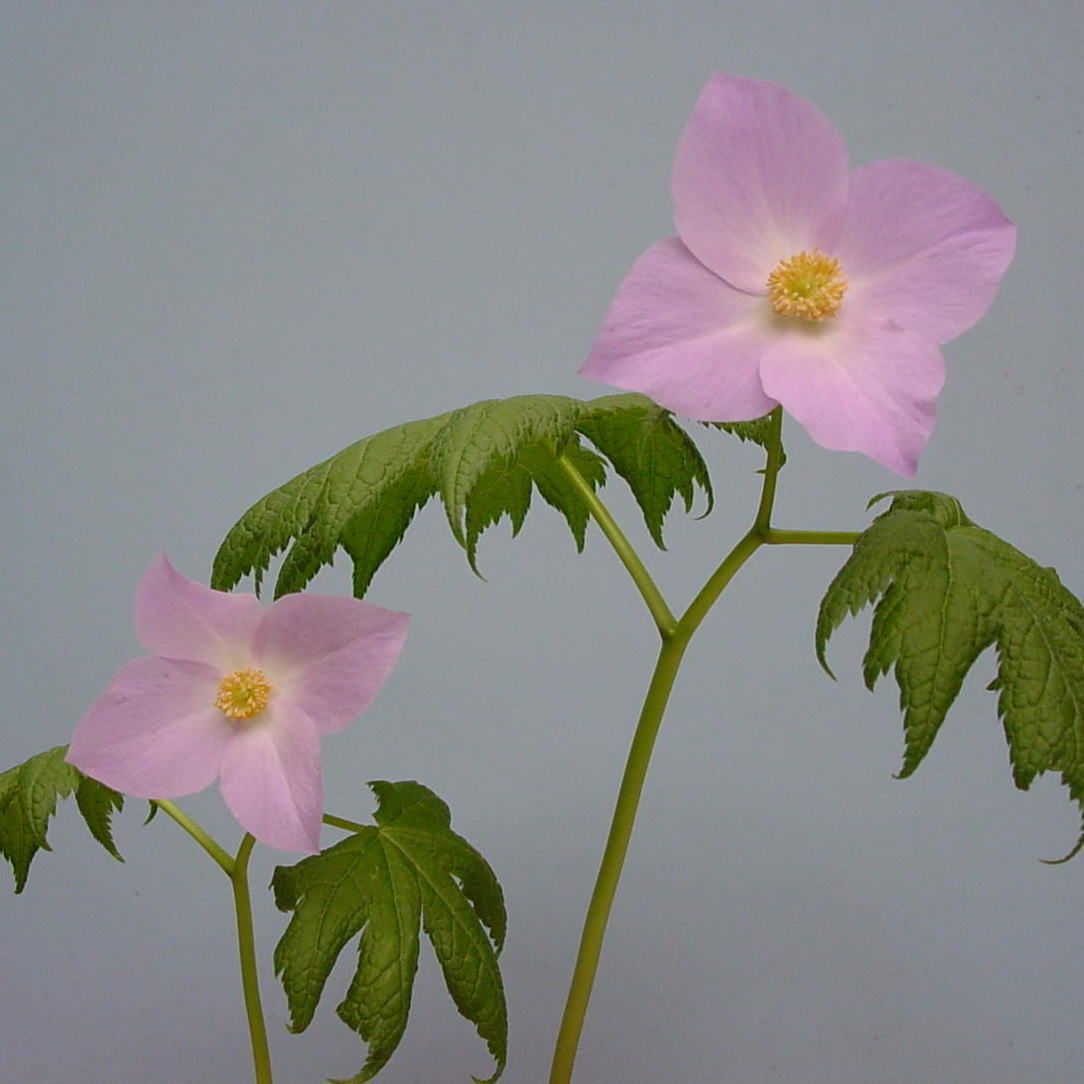 シラネアオイ 3年苗（1作開花程度、第4種郵便抜き苗発送