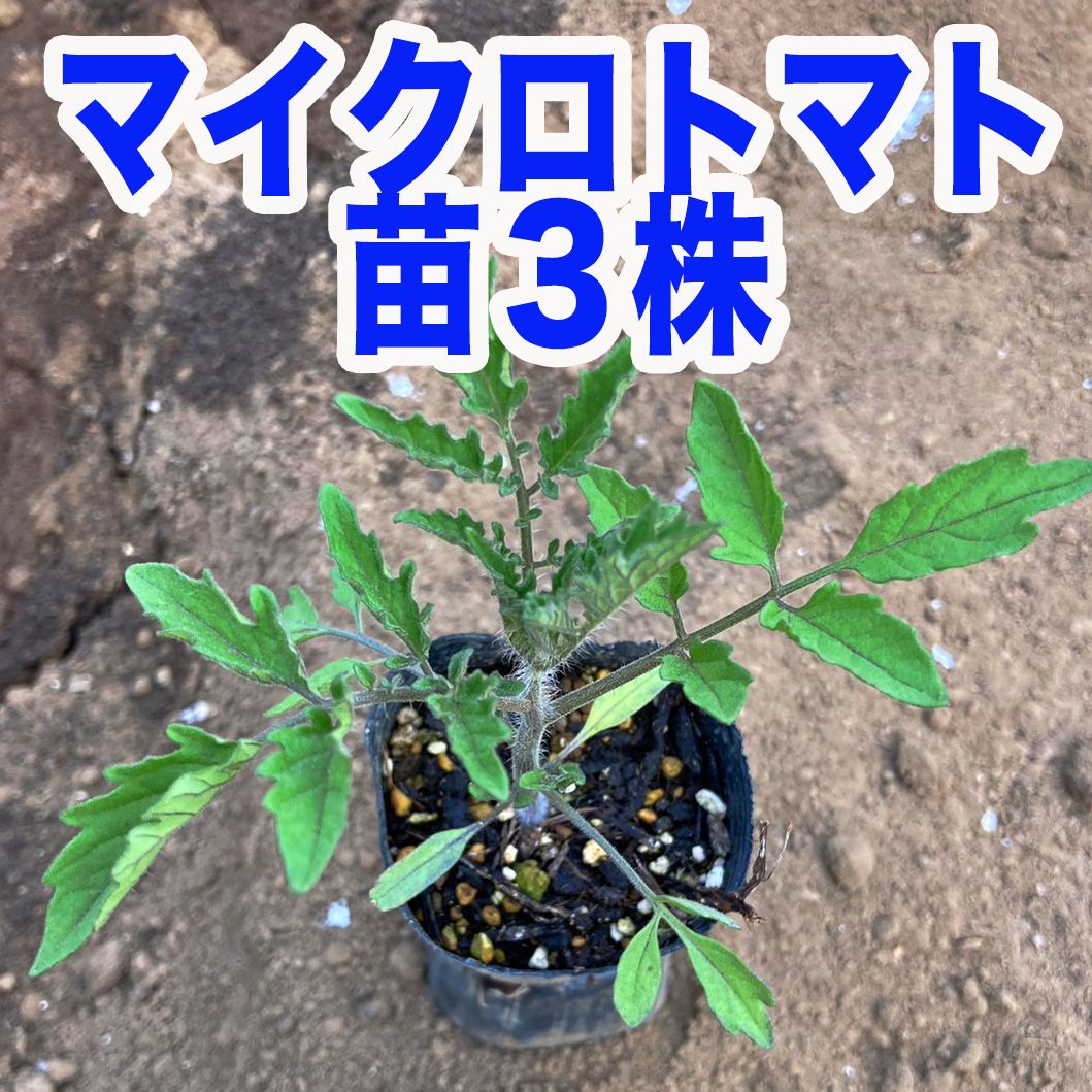 GW発送メルカリ便‼️訳ありマイクロトマト黄色　抜き苗　3本 現品 農薬不使用】マイクロトマト苗(黄色) 3株 - メルカリ