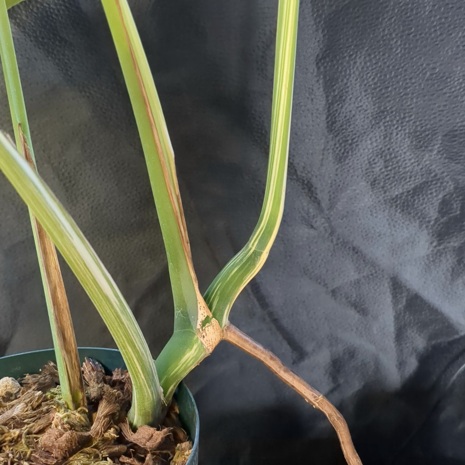 モンステラ ホワイトタイガー 【斑入り】鉢のまま発送 B - メルカリ