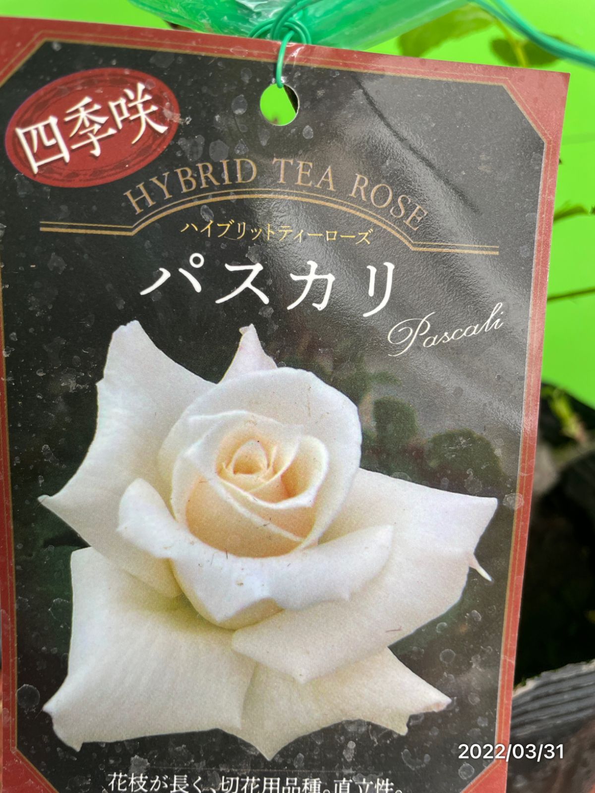 メルカリshops パスカリ 四季咲き大輪 バラの栄誉の殿堂 接木大株