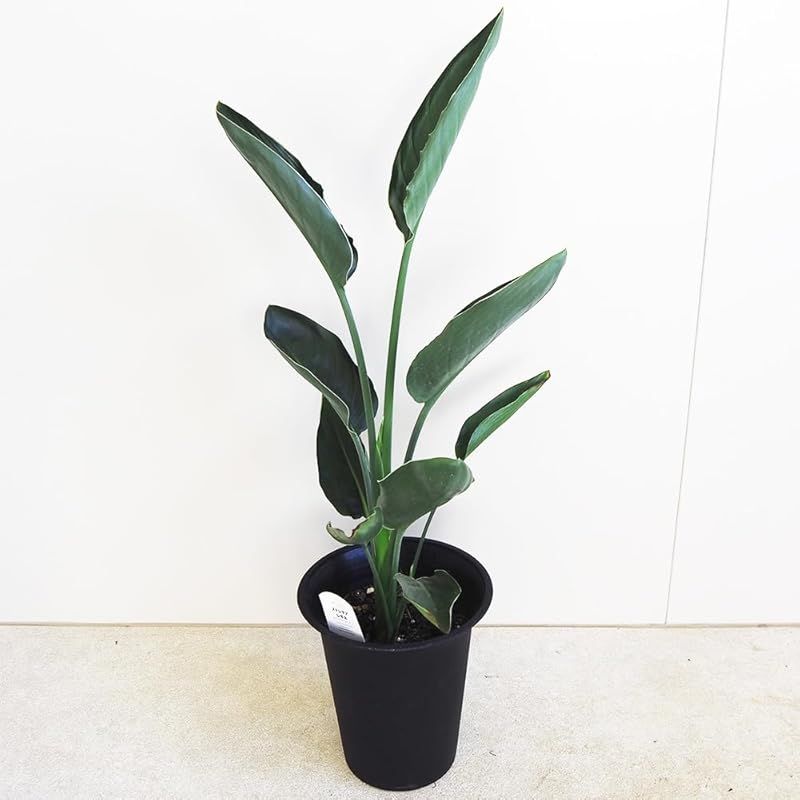 ＩＴＡＮＳＥ ストレリチア レギネ 楽鳥花 6号 1個売り 品種で選べる観葉植物 バショウ科 ゴクラクチョウカ科 ストレリチア属 ゴクラクチョウカ属 非耐寒性常緑多年草 別名 ゴクラクチョウカ Bird of paradise●オレンジと青と赤の