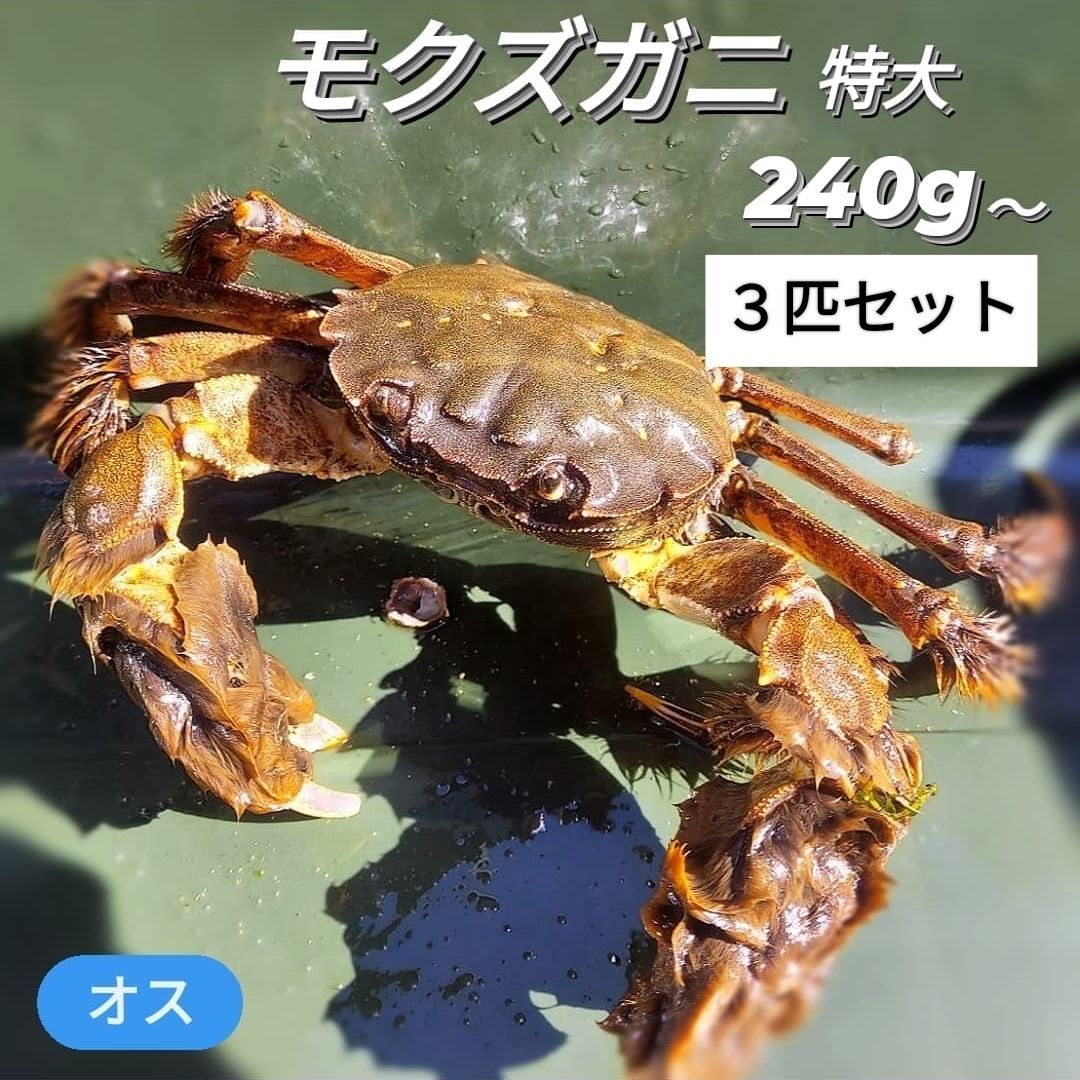 天然モクズガニ 活 生 240g以上 大～特大サイズ オス 3匹セット 上海 ...