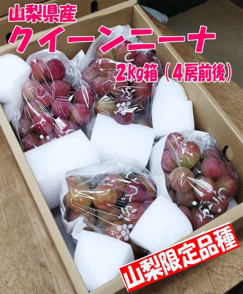 【クイーンニーナ】種なしぶどう２ｋｇ箱（４房前後）※９月中～下旬頃発送予定