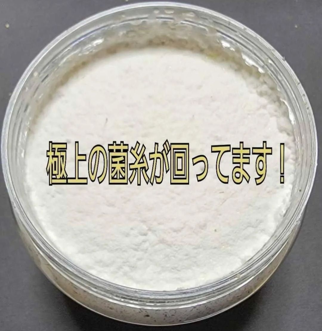 黒アワビタケ菌糸瓶 20本セット 特殊アミノ酸強化配合 ニジイロクワガタに抜群 オオクワガタ ヒラタ ノコギリの初令 2令にもお薦めです