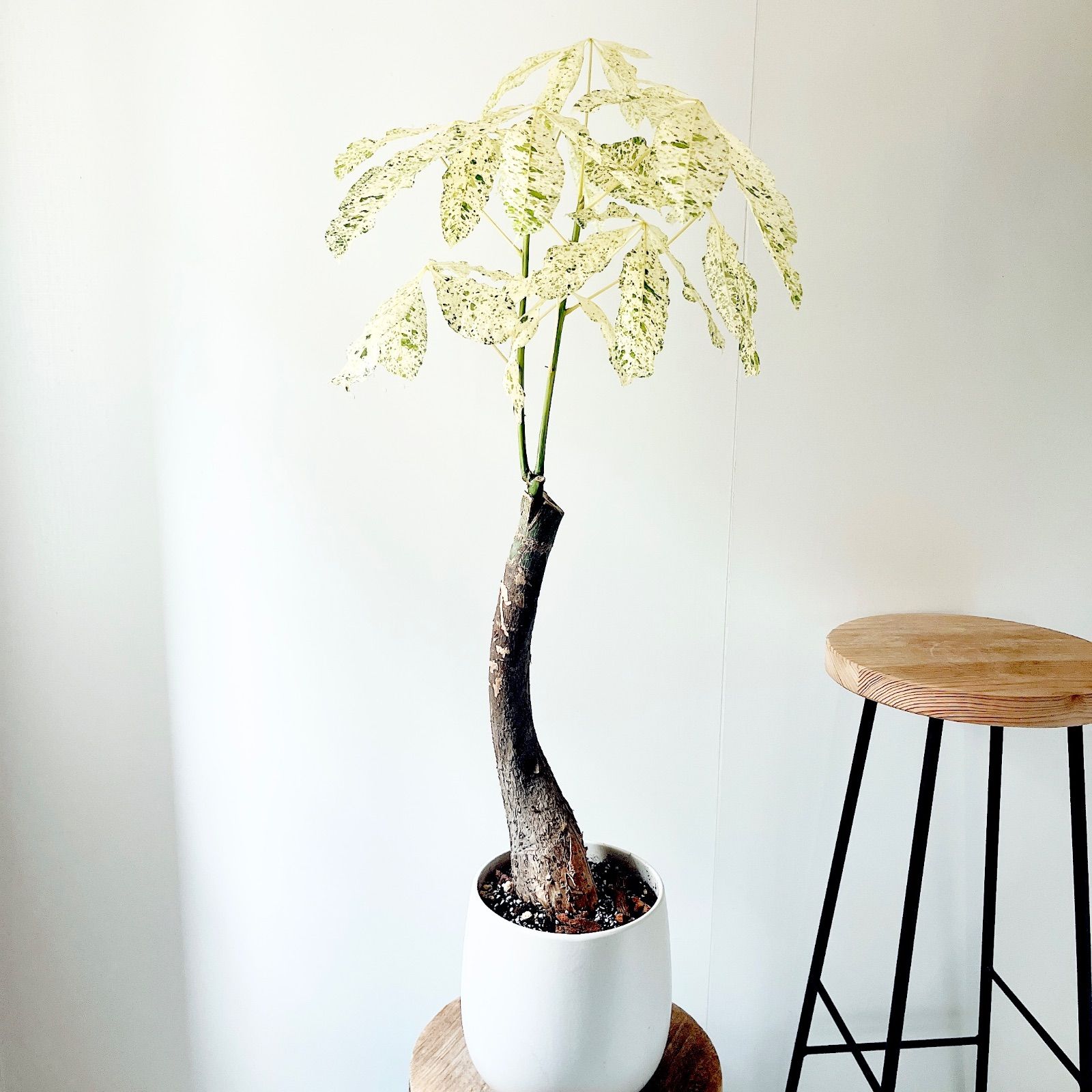 超希少❗️幹曲がり❗️パキラ　ミルキーウェイ✨ 超希少❗️白勝❗️背高曲がり❗️パキラ ミルキーウェイ✨